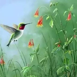 美丽的小鸟