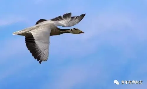 风语：孤雁
